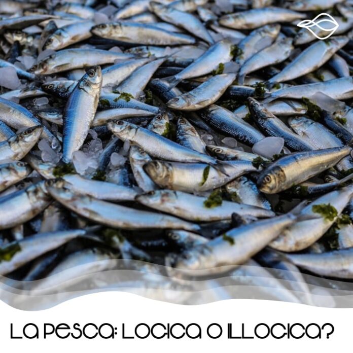 Pesci